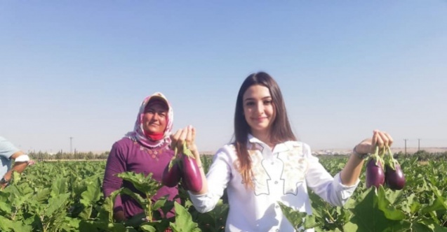 Kaymakam Uçar, patlıcan hasadı yaptı