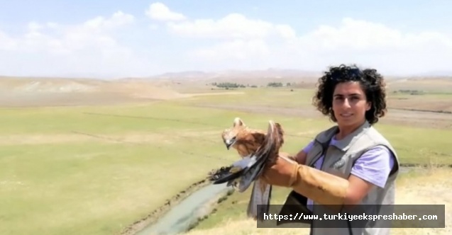 Yaralı kuşlar iyileşti